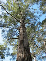 photos of jl contracts at work in tree surgery, landscaping and fencing.